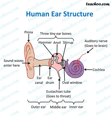 human ear model labeled.